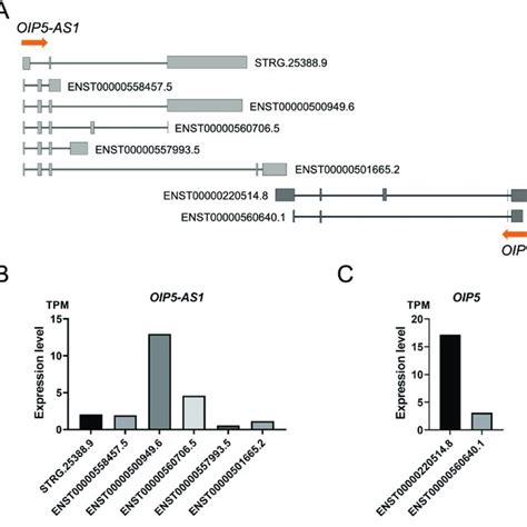 Oip5 As1 Is A Chromatin Associated Lncrna A Subcellular Location Of