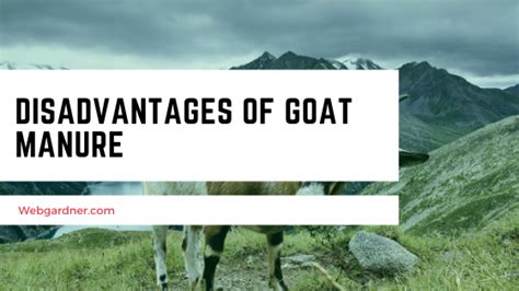 Learn About The Disadvantages Of Goat Manure