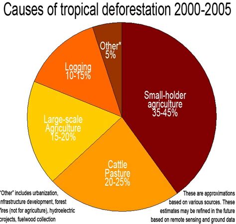 Deforestation of the Rainforest in South America: Causes of Deforestation