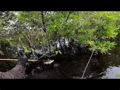 ACERTANDO O CARDUME DE JARAQUI PESCARIA ARCO E FLECHA YouTube