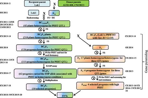 Marker Assisted Breeding Scheme Used In The Present Study For