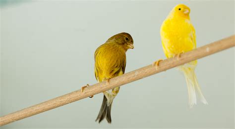 Canaries For Sale in Grand Rapids: Beautiful Singing Canaries