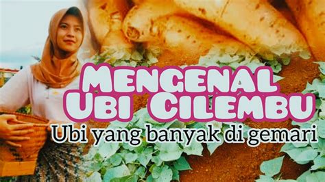 Ubi Cilembu Bisnis Mantap YouTube