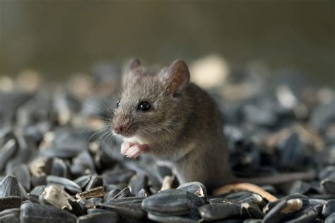 The Health Hazards of Mice in Homes | ABC Humane Wildlife Control and ...