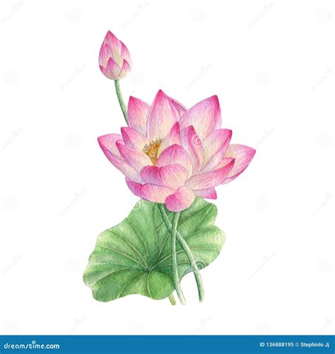 Lotus Flower Illustration Watercolor Painting Watercolor Hand Painted