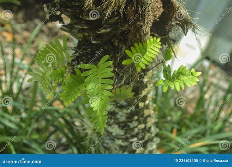 Fern Growing In A Palm Tree Stock Image Image Of Botanic Green