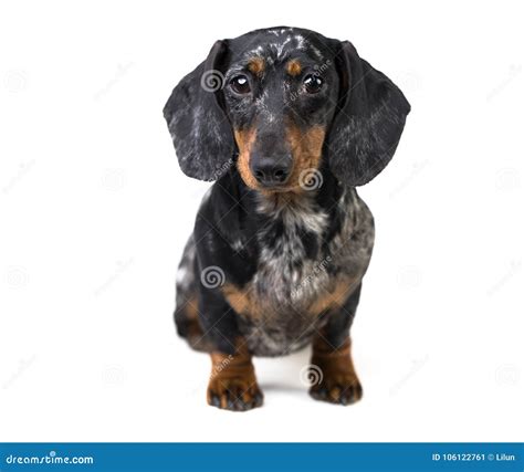 Dachshund Black and Marble Dog Portrait Stock Image - Image of full ...