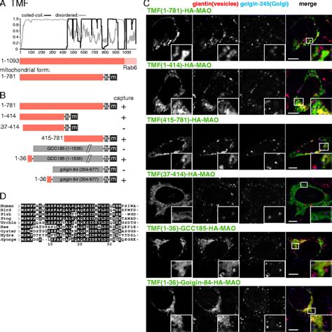 Mapping The Vesicle Capturing Activity Of Tmf A Schematic Diagram Of