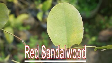 Red Sandalwood Plant Rakta Chandan Plants Lal Chandan Pterocarpus