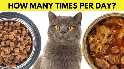 How Many Times Should I Feed My Cat Per Day Cats Cat Catbreeds