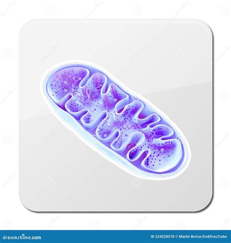 Mitocondria Organelles Celulares Producen Energ A Celular Y Respiraci N