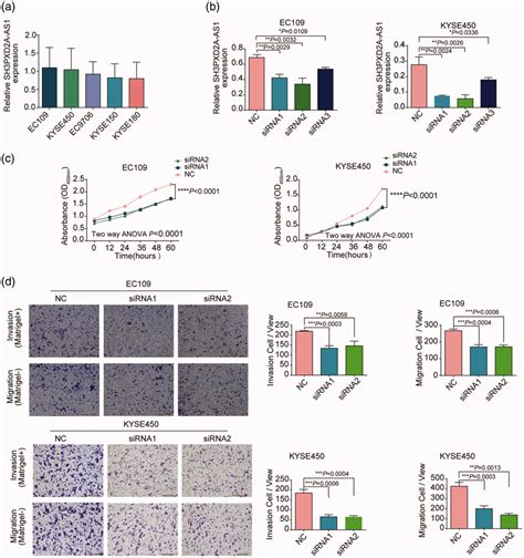 Sh3pxd2a As1 Promotes Escc Cell Proliferation Migration And Invasion