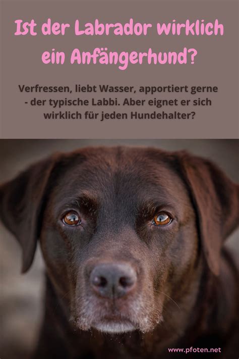 Labrador Im Rasseportrait Der Beliebte Familienhund Artofit