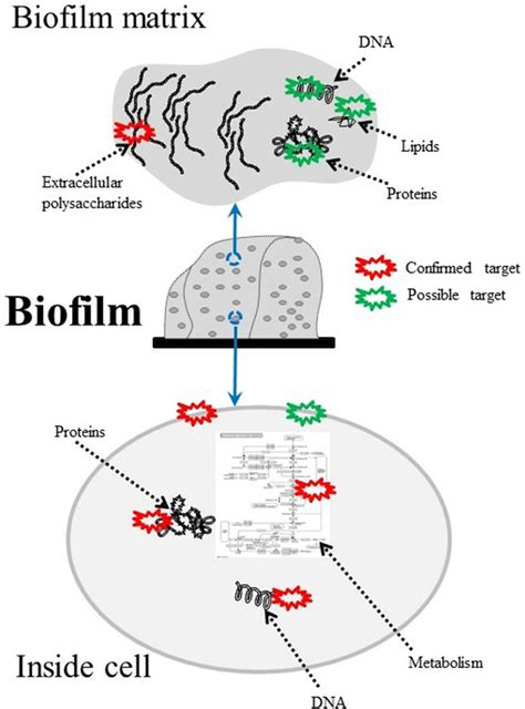 Composition Of Bacterial Biofilms And Possible Apdt Targets Dna