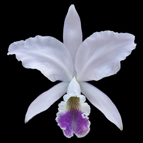 Cattleya Labiata Amnesiana Canaimas Select X Labiata Coerulea Azul