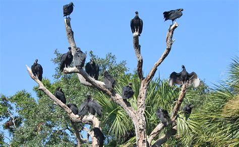 All About Black Vultures Avian Report