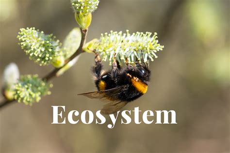 The importance of forests in bumble bee conservation