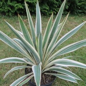 Yucca Filamentosa Ivory Tower Kiefer Nursery Trees Shrubs Perennials