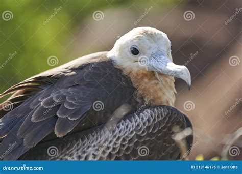 Female Juvenile Magnificent Frigatebird Fregata Magnificens Stock