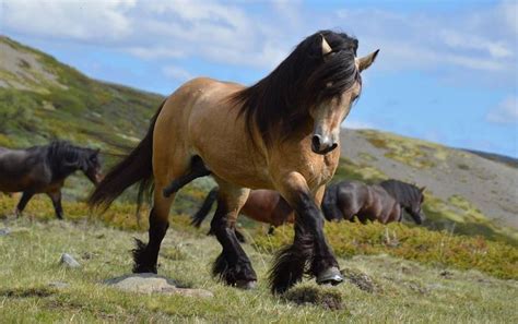 Norwegian Dole Stallion | Horse inspiration, Beautiful horses, Horse breeds