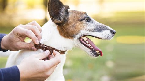 Como Escolher A Coleira Ideal Para O Seu Cachorro Baw Waw