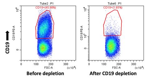 Anti Rabbit Cd Recombinant Antibody Cobalt Biologics