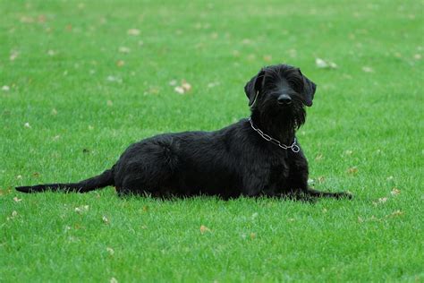 Puppies - Giant Schnauzer | Puppies for sale | DOGVA.com