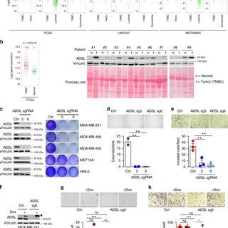 Substrate Trapping Strategy Identifies ADSL As An EglN2 Substrate In