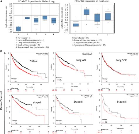 Ncapg Is Highly Up Regulated In Human Nsclc A Ncapg Gene