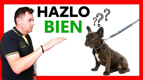 🖐 Como Saludar A Un Perro Desconocido Como Se Saludan Los Perros 🐕‍🦺