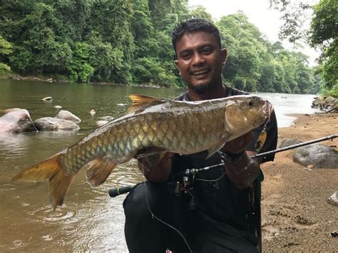 Ikan Tengas Sungai Perak