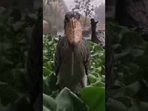 Bird staring meme template - YouTube in 2022 | Bird meme, Shoebill, Memes