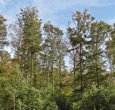 Waldzustandsbericht 2021 NW FVA Hessisches Ministerium für Umwelt