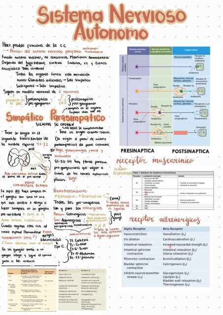 Resúmenes de nervioso autónomo Descarga apuntes de nervioso autónomo