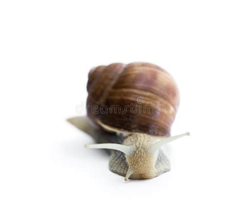 Garden Snail Isolated on White Stock Image - Image of sticky, macro: 131537603