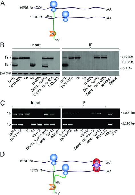 Mrna Transcripts Interact Independent Of The Nascent Herg A And B