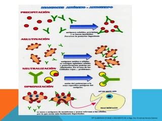 Reacciones Ant Geno Anticuerpo Ppt