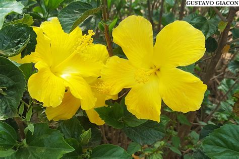 Viveiro Ciprest Plantas Nativas e Exóticas Hibisco Amarelo Canario