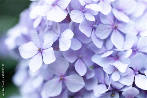 Details of blue petals. Macro photo of hydrangea flower. Beautiful ...