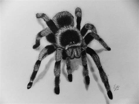 Pin by Shir Mass on Nature Ideas | Realistic drawings, Spider drawing, Spider art