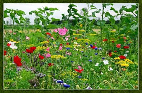 Summer Wildflowers Wallpaper - WallpaperSafari