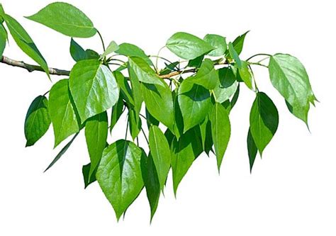 White Poplar Trees On Isolated Background From The Top View Plant