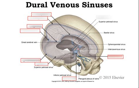 Dural Venous Sinuses Diagram | Quizlet