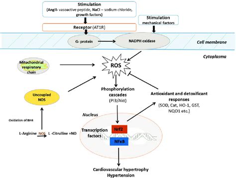 Redox Signaling In Cardiovascular Diseases And Hypertension Download Scientific Diagram