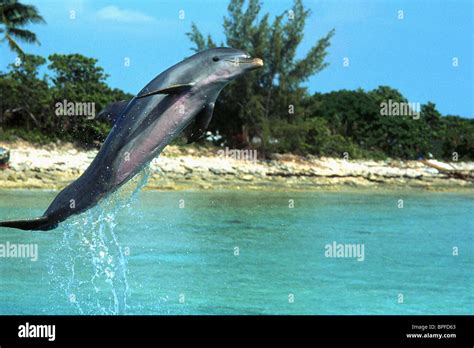 Flipper Dolphin Film High Resolution Stock Photography and Images - Alamy