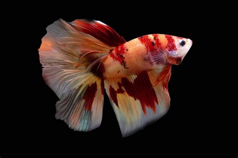 The Allure Of Koi Bettas Navigating Their Care And Unique Beauty