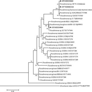 Phylogenetic Analysis Of Three Bacterial Isolates In This Study And