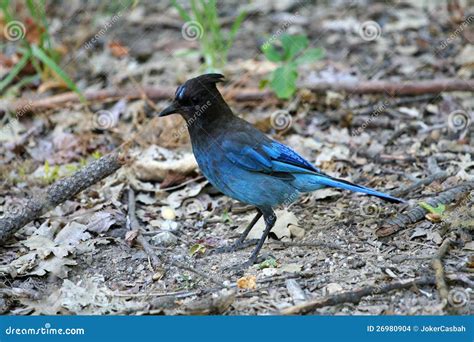 Stellar s jay stock photo. Image of coast, bird, feathers - 26980904