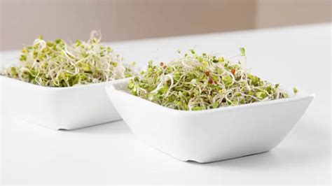 How To Grow Broccoli Sprouts At Home Easy Method