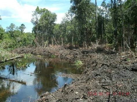 Fazendeiro é multado em R 110 mil por desmatar reserva e destruir mata